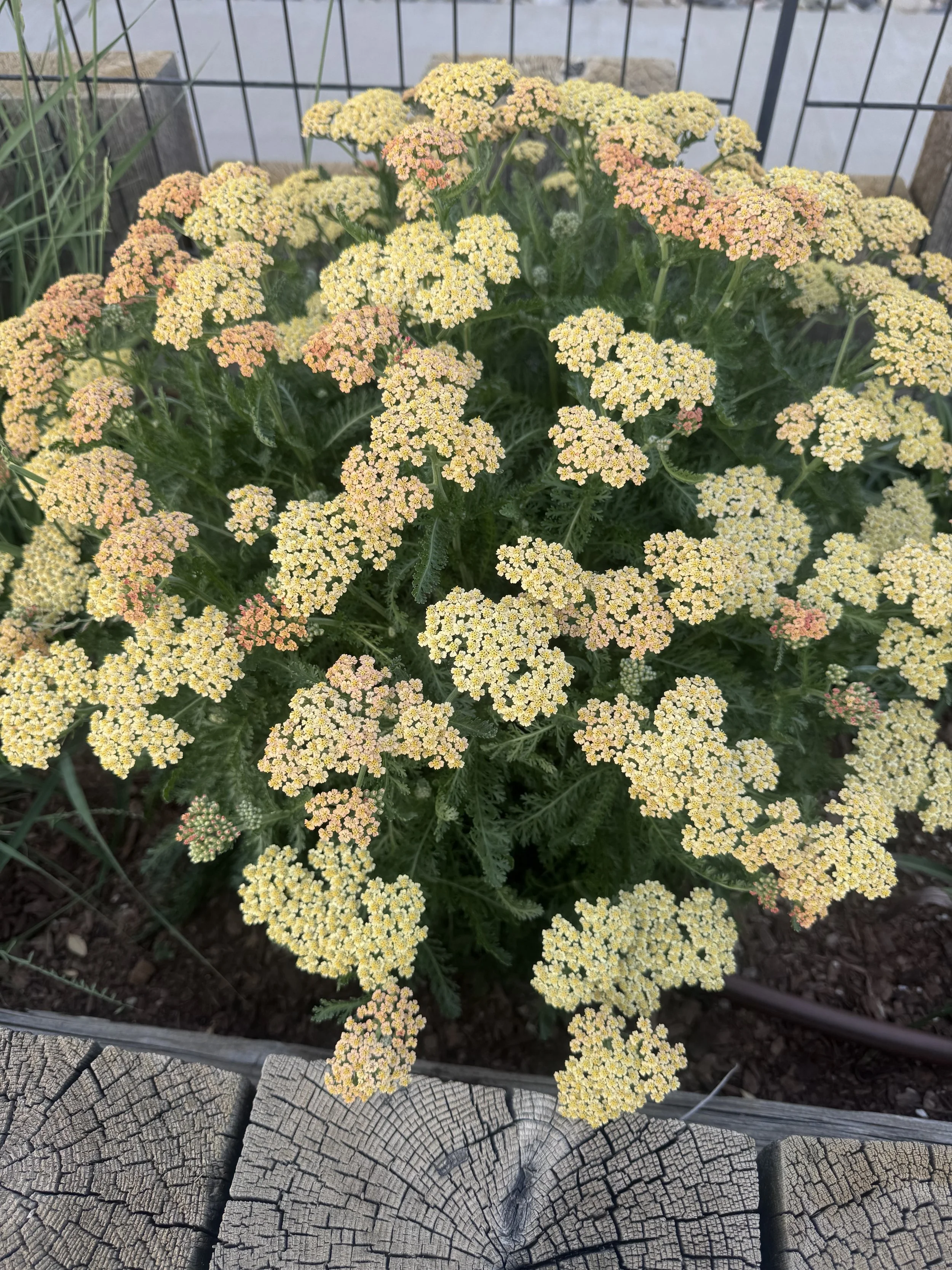 Terracotta yarrow in bloom.