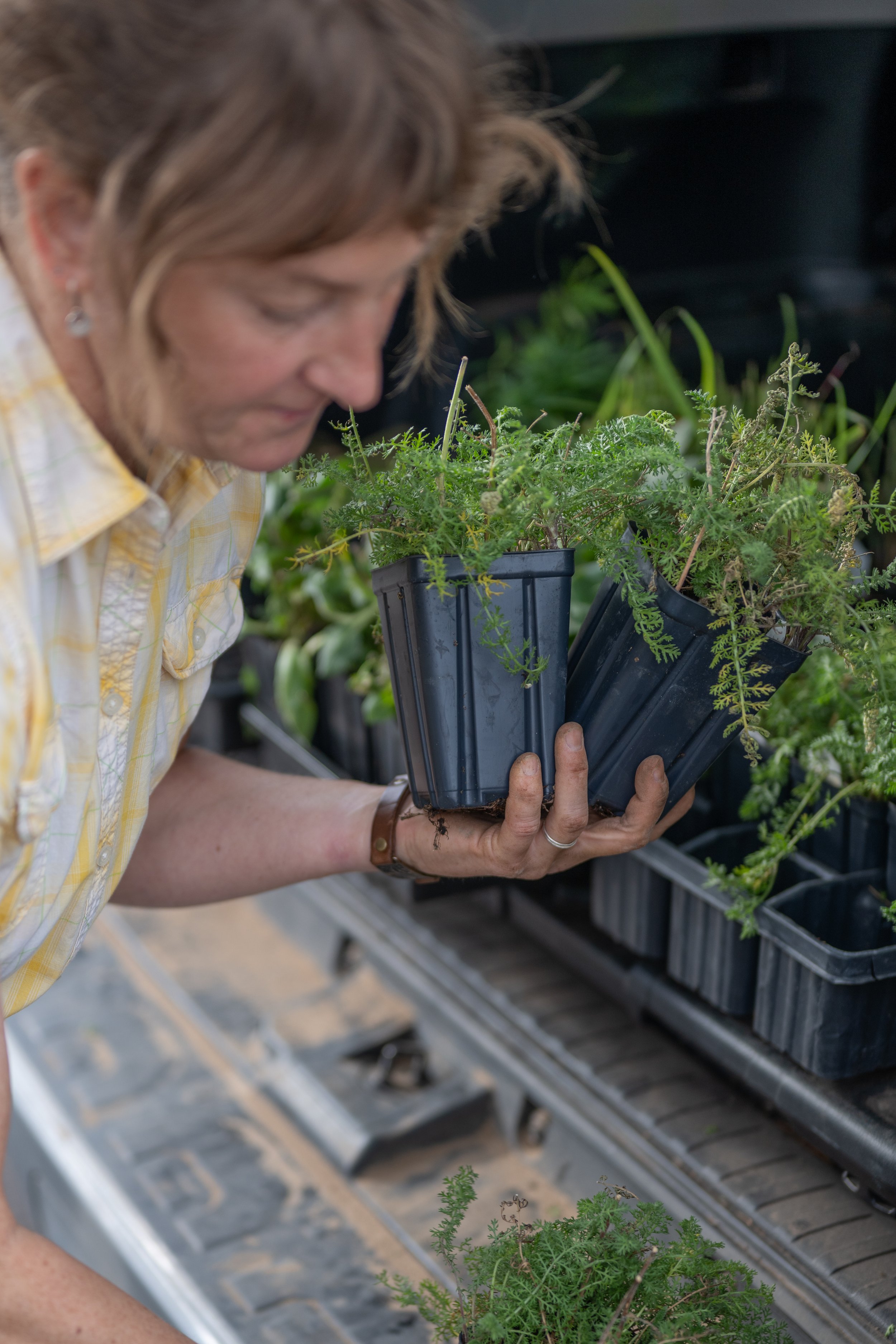 A woman with wavy brown hair, carrying plant containers from the back of a vehicle..