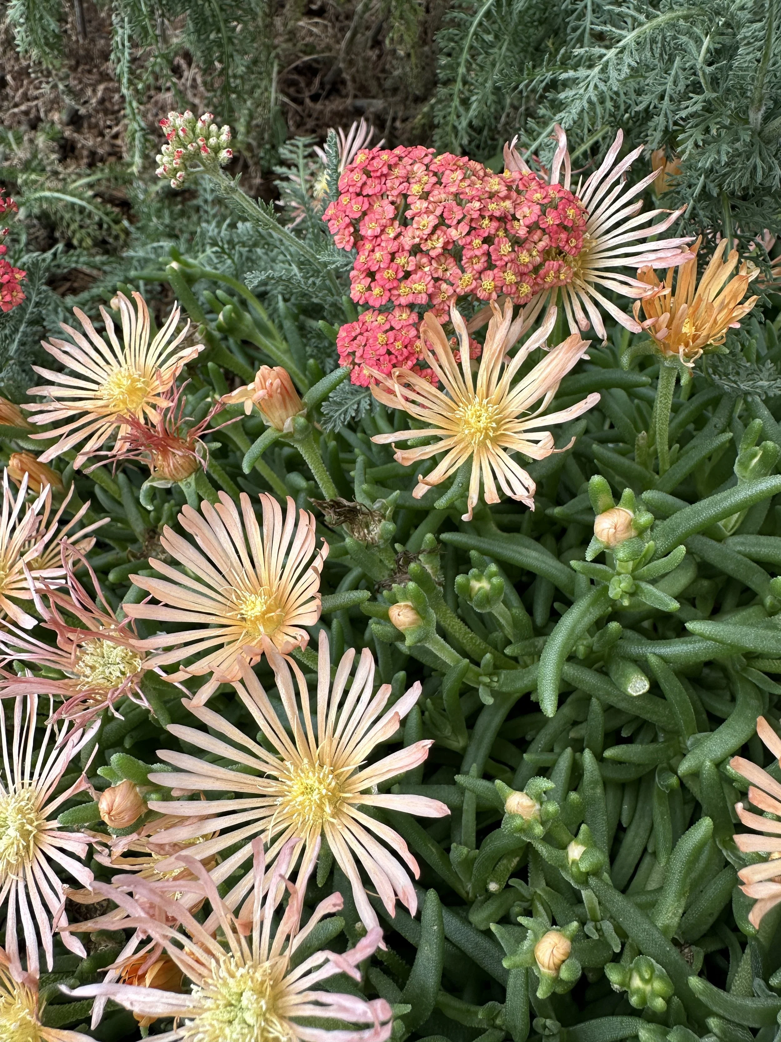 Beautiful Alan's Apricot Ice plant and Paprika Yarrow.