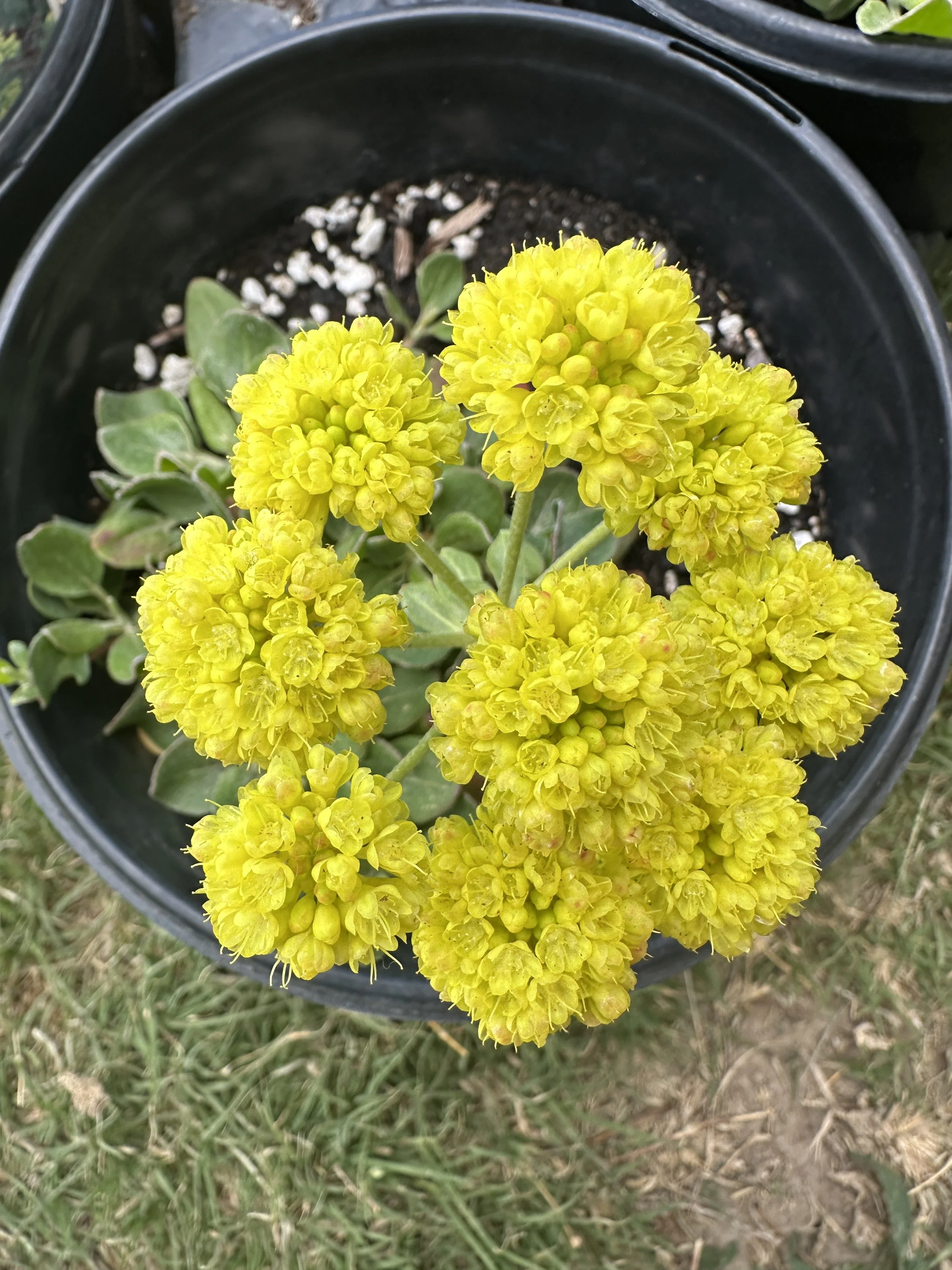 Native Buckwheat plant.