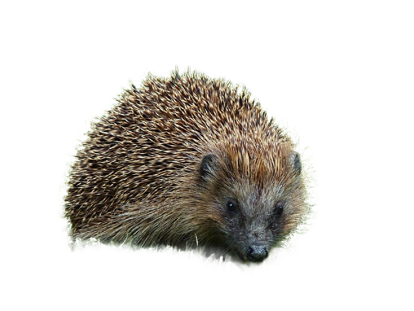 egel