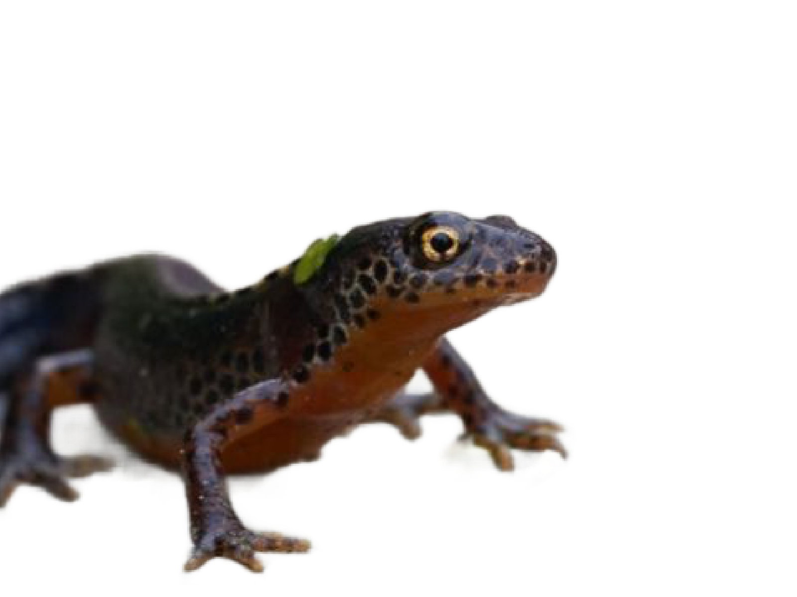 Alpenwatersalamander