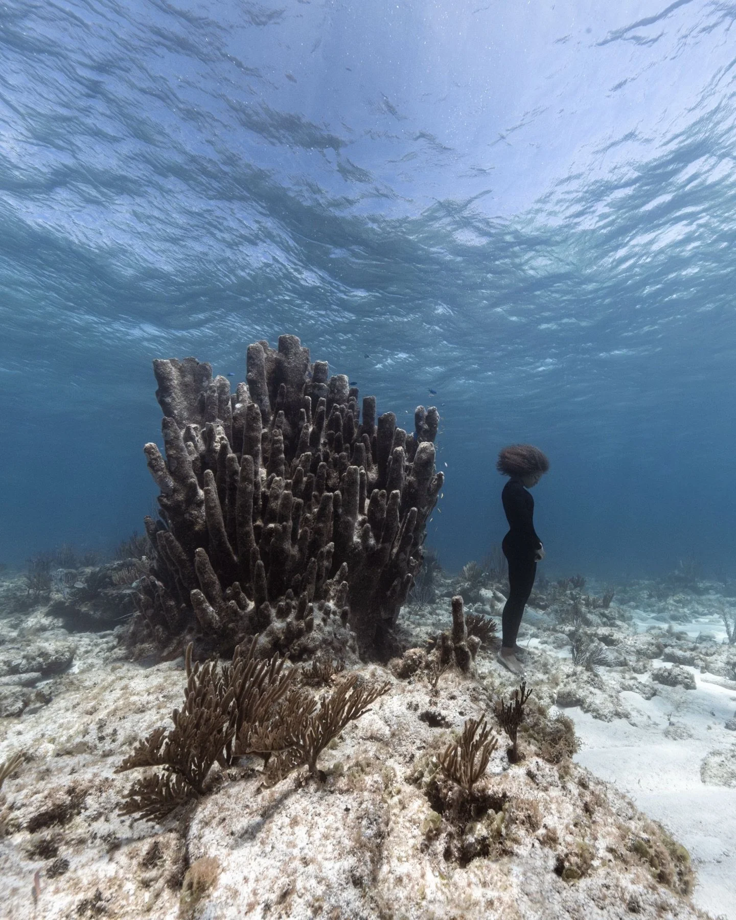 I bowed my head in front of a giant that no longer lives.

&ldquo;Forsaken&rdquo; - 📷 @andremusgrove 

This was once a thriving colony of pillar coral, Dendrogyra cylindrus, stretching tall and wide. Rare. Ancient. Irreplaceable.

And now&hellip; pe