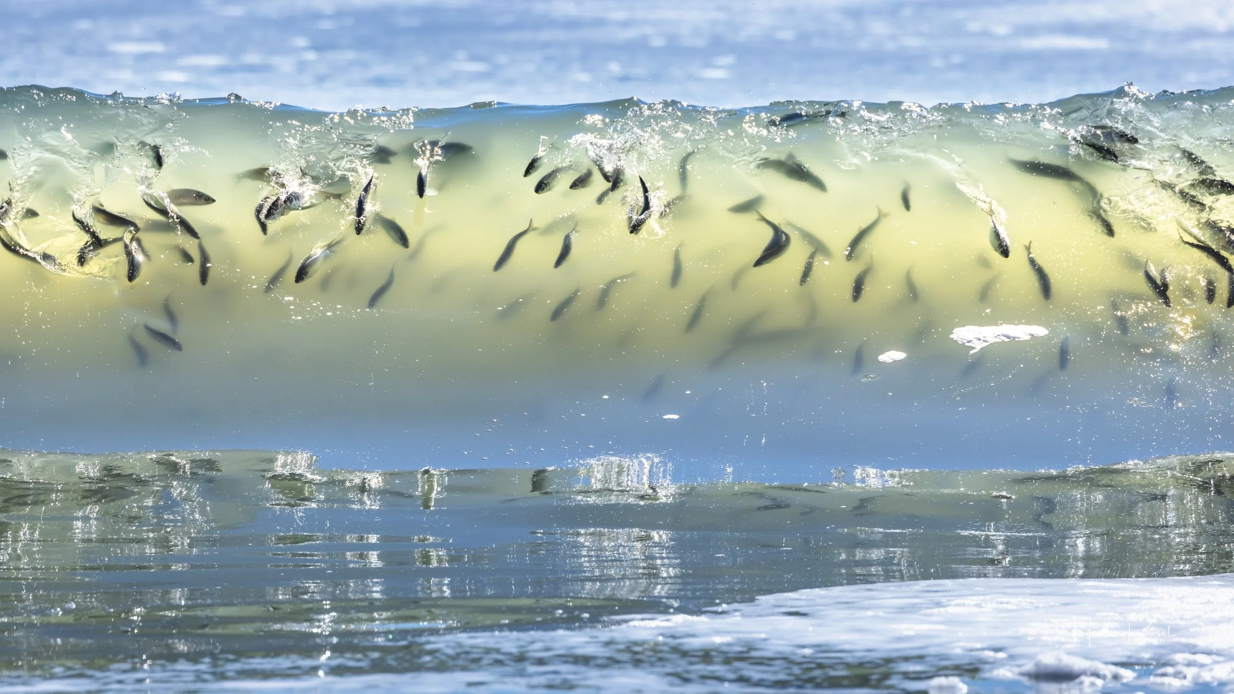 When the Herring Arrive: Spring Comes Alive in Sitka