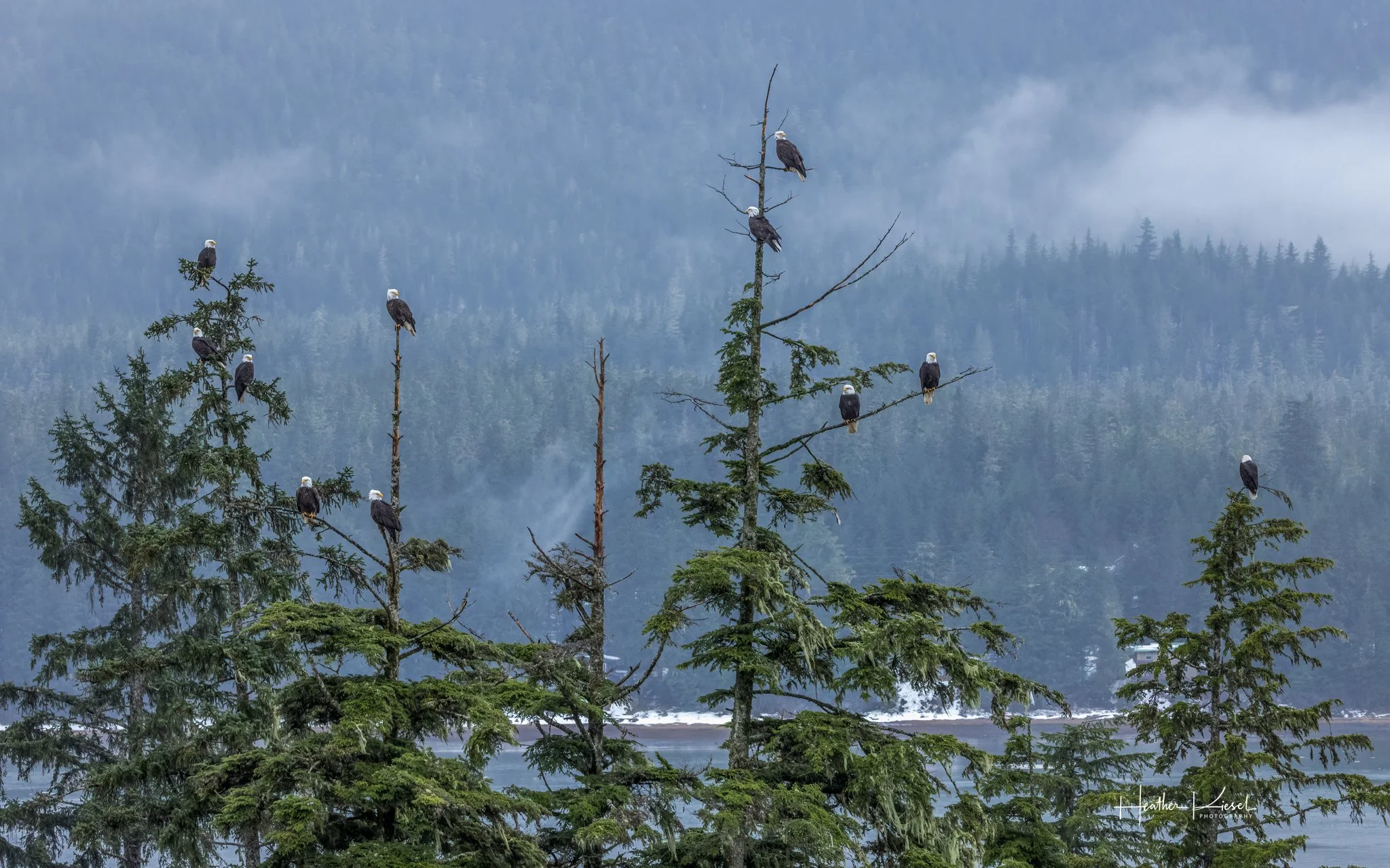 Field Notes from the Window: The Waiting Season