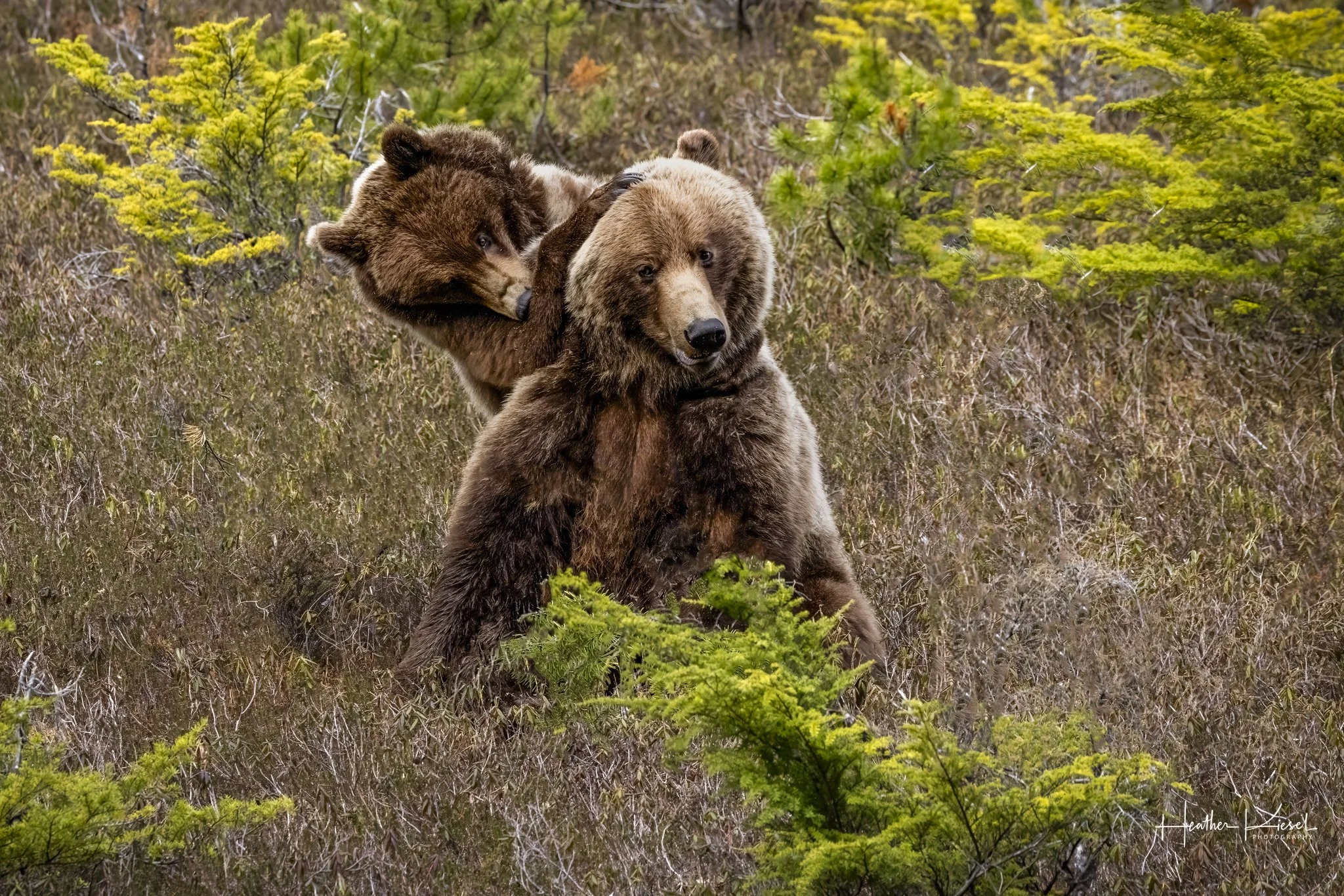 HNH GMCRK 524-Edit-2.jpg