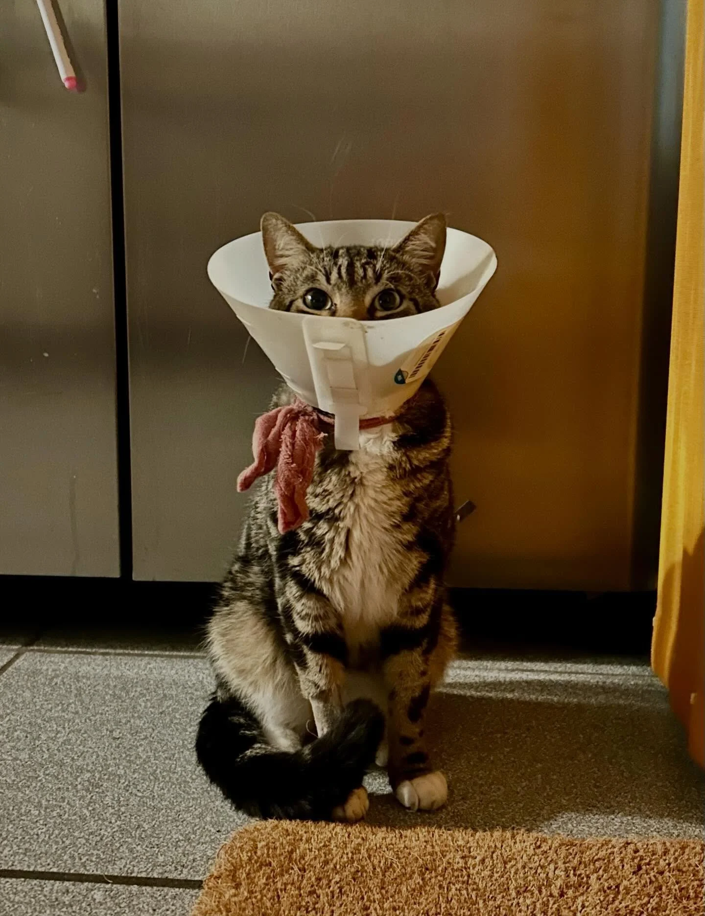 ADOPT THE SWEETEST BABY BOY PANCAKE

info in my pinned story 💕