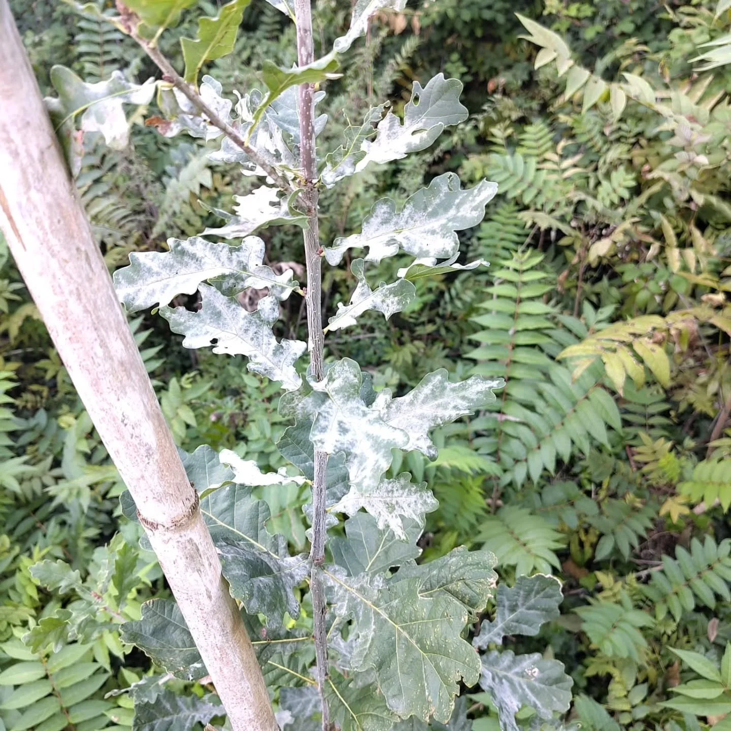 🔎 Dal monitoraggio delle piante che abbiamo seminato a Poveglia: stanno abbastanza bene 💪🏽

Nelle prime due foto il dettaglio di due piante che hanno le foglie cos&igrave;. Nelle ultime due potete ammirare il corbezzolo in piena forma e coloratiss
