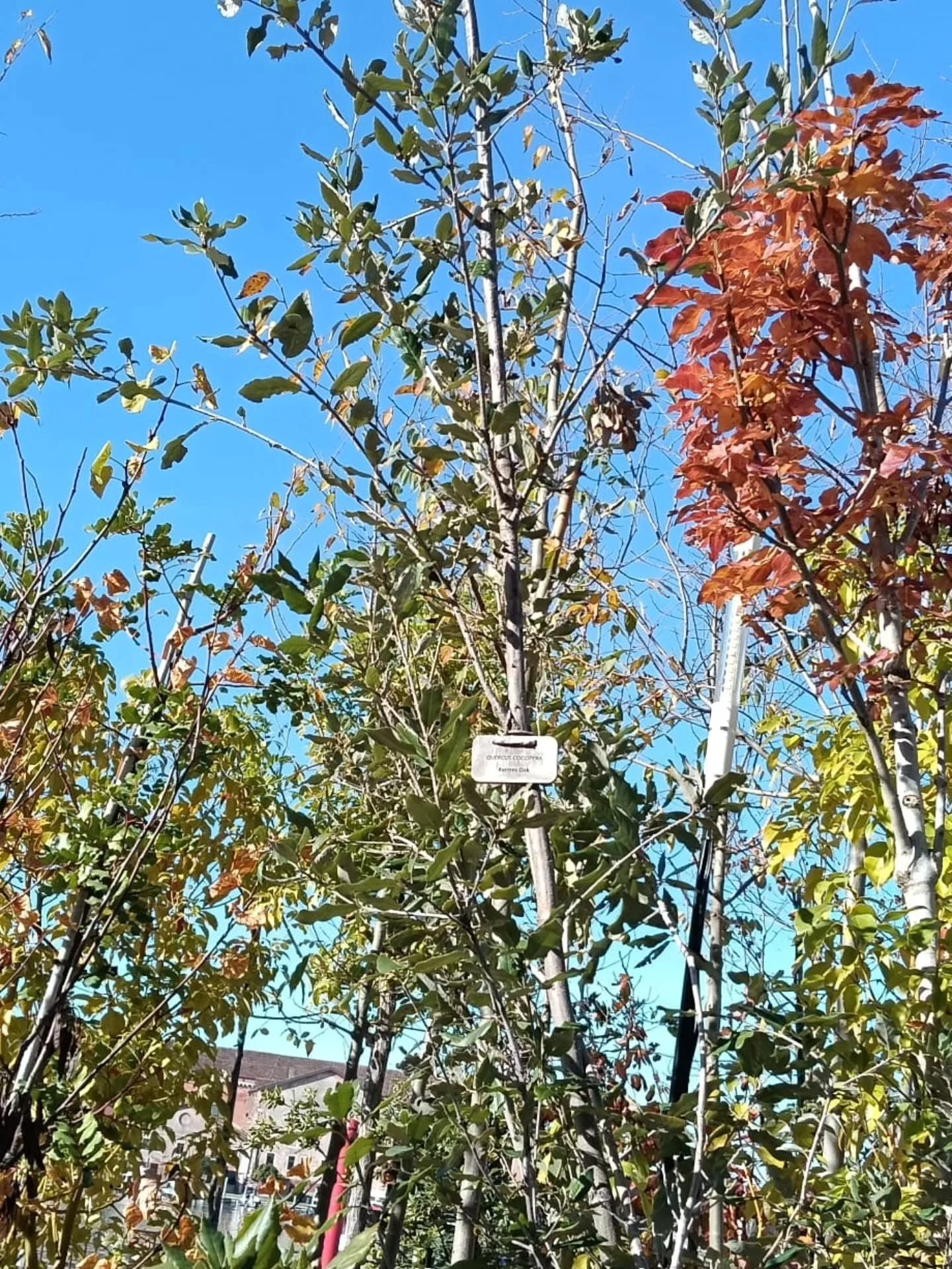 🌳Ecco alcuni degli alberi che trapianteremo domani a Poveglia. Li abbiamo selezionati dal disallestimento di un padiglione della biennale. Vi racconteremo questo recupero con pi&ugrave; dettagli in seguito, vi aspettiamo domani a Poveglia per dare n