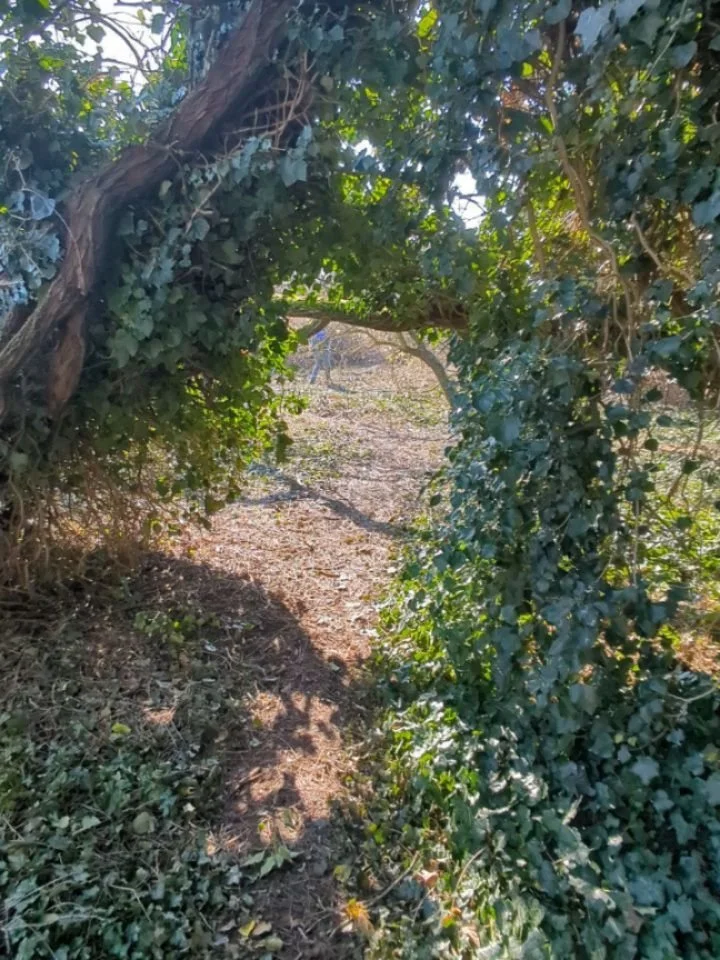 👉🏽 Anche la seconda uscita di piantAzione &egrave; stata un grande momento! Ancora la comunit&agrave; si &egrave; attivata, pi&ugrave; di quanto ci si aspettava :) e, dopo un primo momento di riorganizzazione, tutti e tutte hanno dato il meglio 💯
