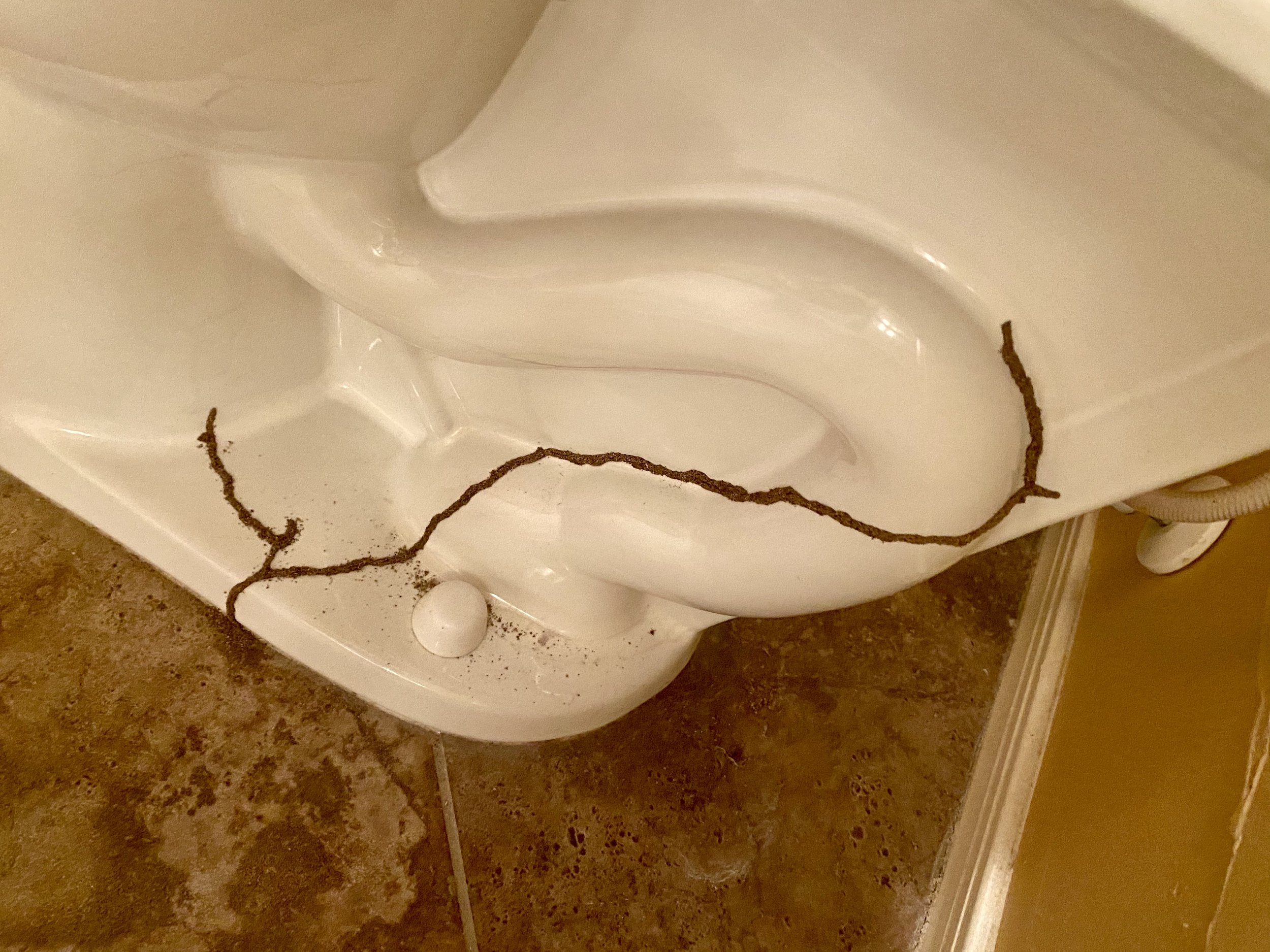 How We Get Rid of Termites in Arizona (And Keep Them From Coming Back)