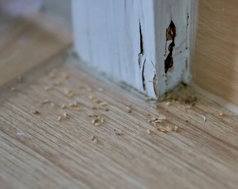 Termite Corrective.webp