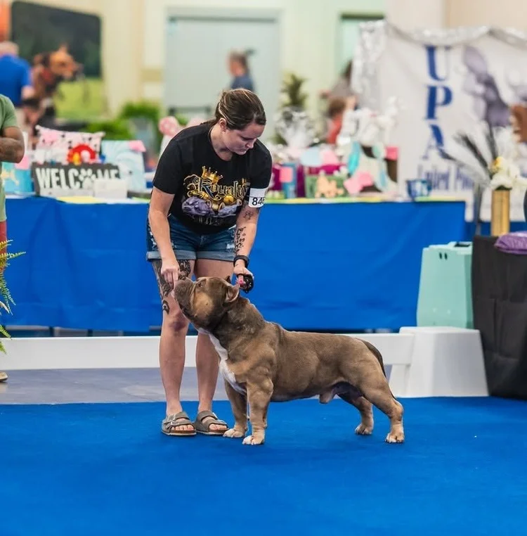 Stud Dog Best in Specialty