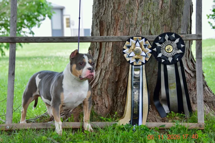 Altered Reserve Best in Specialty
