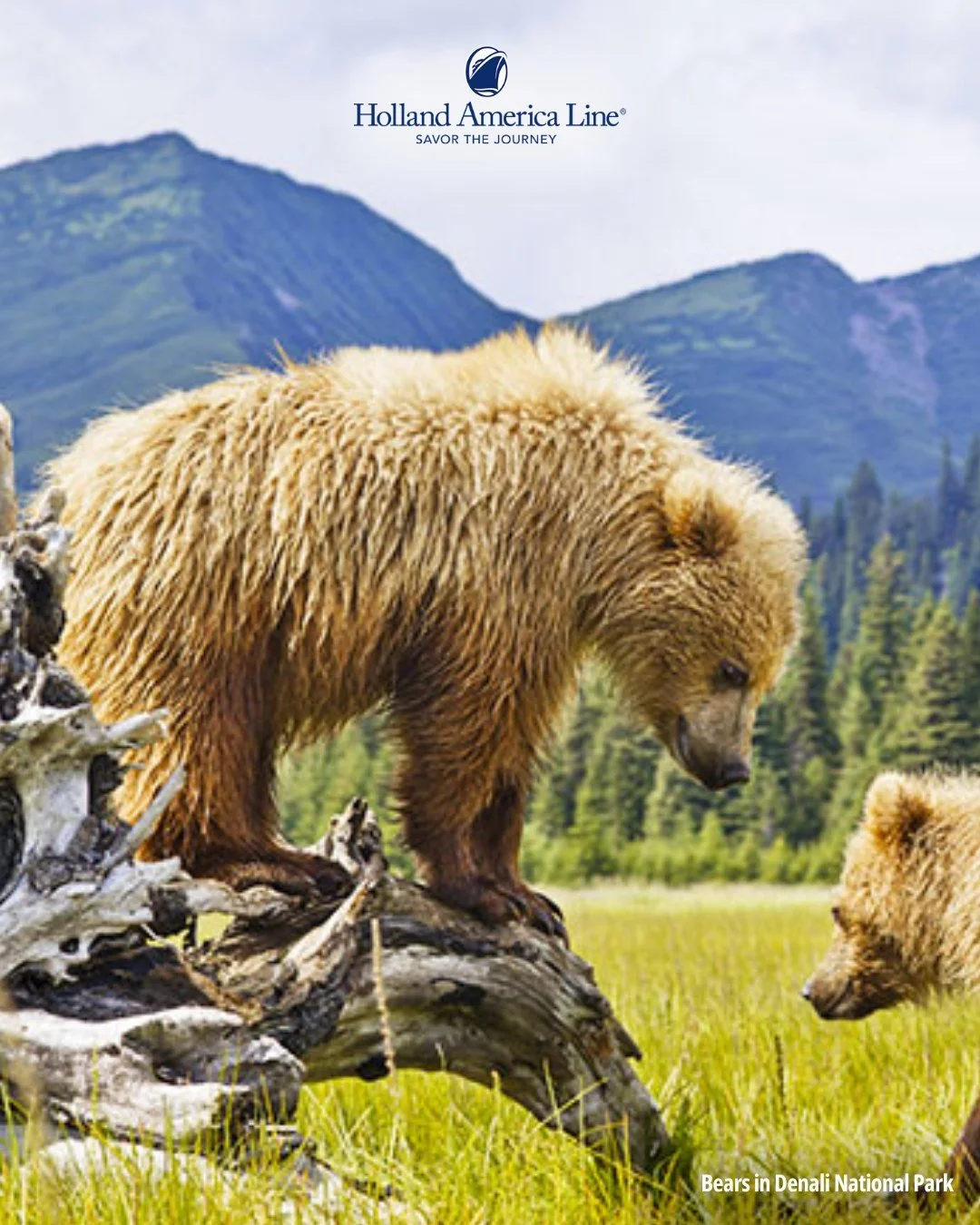 Ready for Alaskan adventure? Pack your snow boots&mdash;our 2026 Holland America Yukon Cruisetours include $200 off meals, up to $100 Shore Excursion Credit, and more with Have It All. Book by Jan 30, 2026. DM &ldquo;BST!&rdquo; and let's make your t