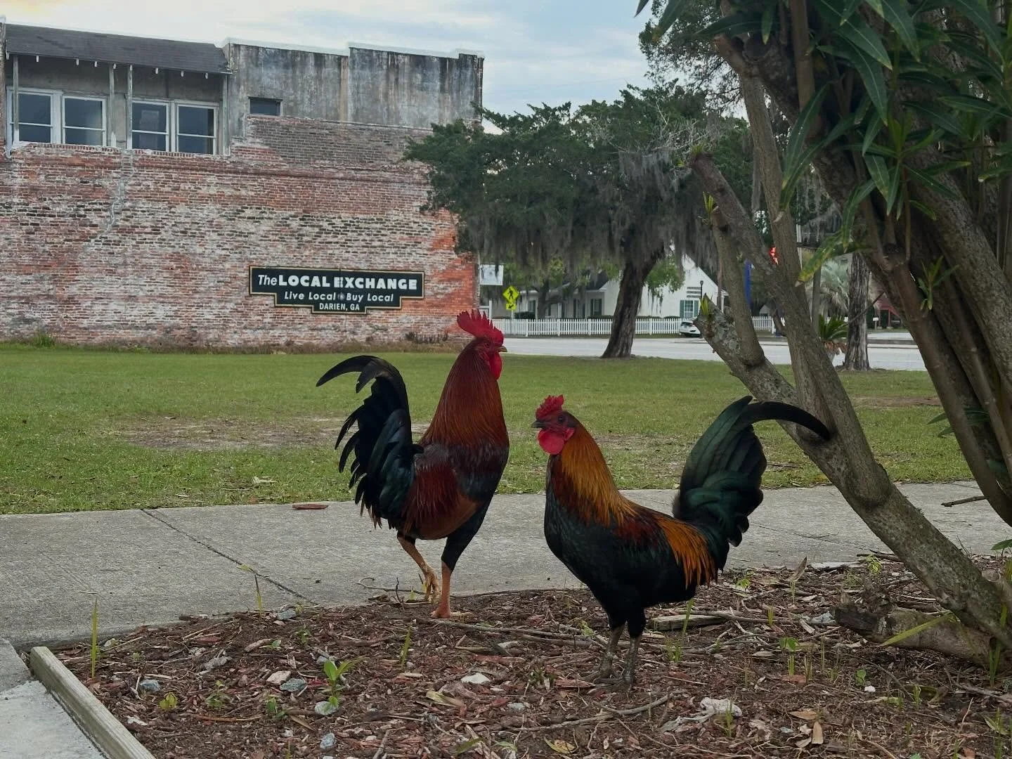 Have you seen our town chickens? 

📸@beth_byrnes