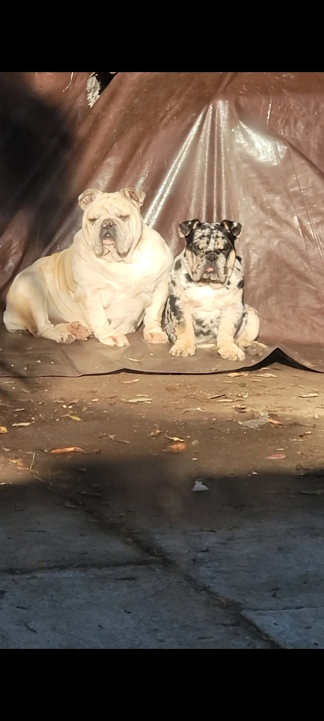 whiskey and winnie.jpg