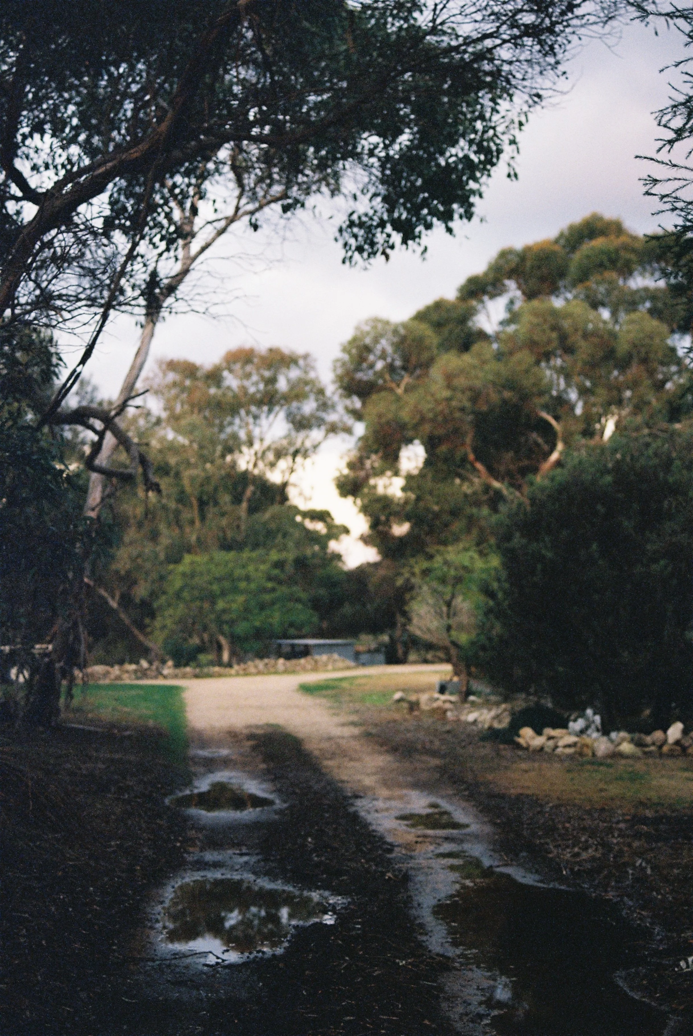 A dirt path with puddles in a wooded park at dusk, surrounded by trees and bushes, with a building visible in the distance.