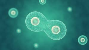 Digital illustration of two connected cells or microorganisms with smaller cells nearby.