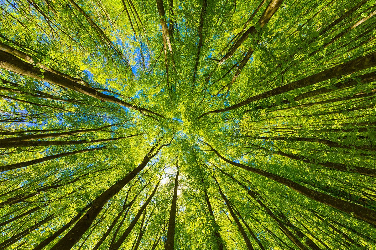 Indigenous Medicine and the Return to Relationship