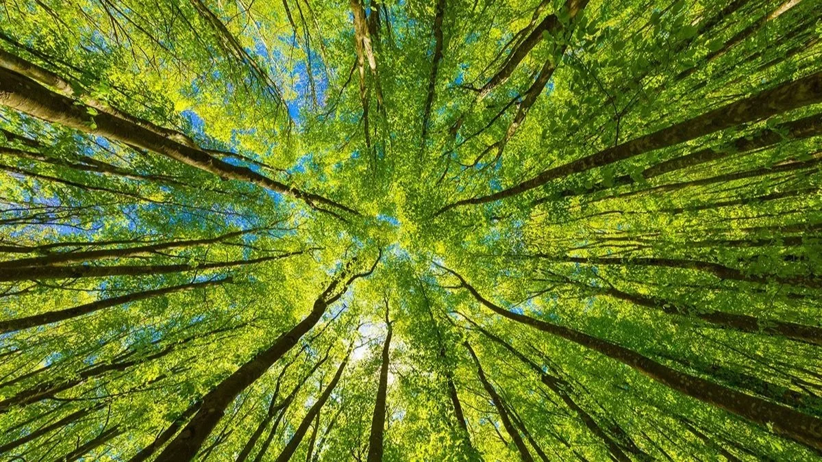 Indigenous Medicine and the Return to Relationship