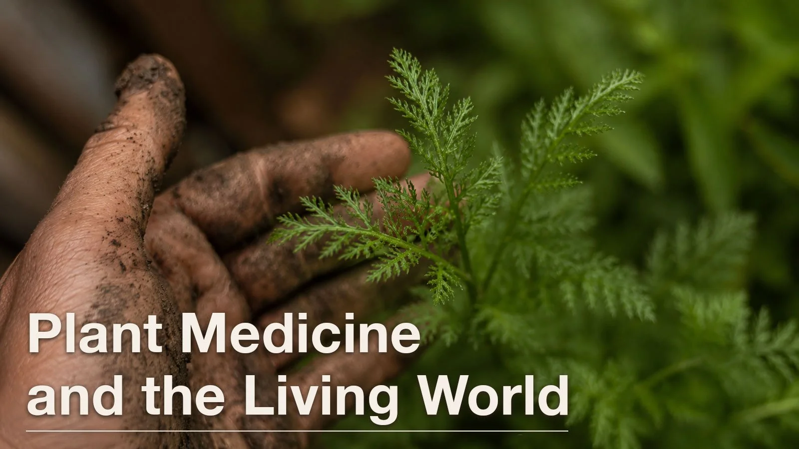 Plant Medicine and the Living World
