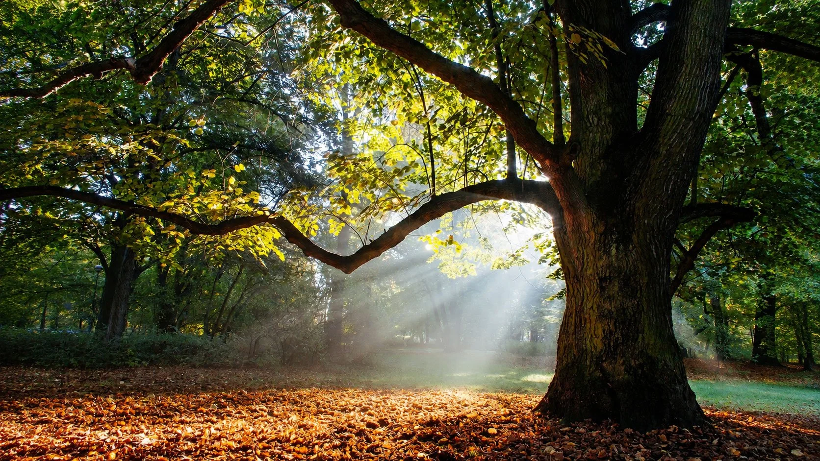 Indigenous Medicine and the Wisdom of Whole-Person Healing