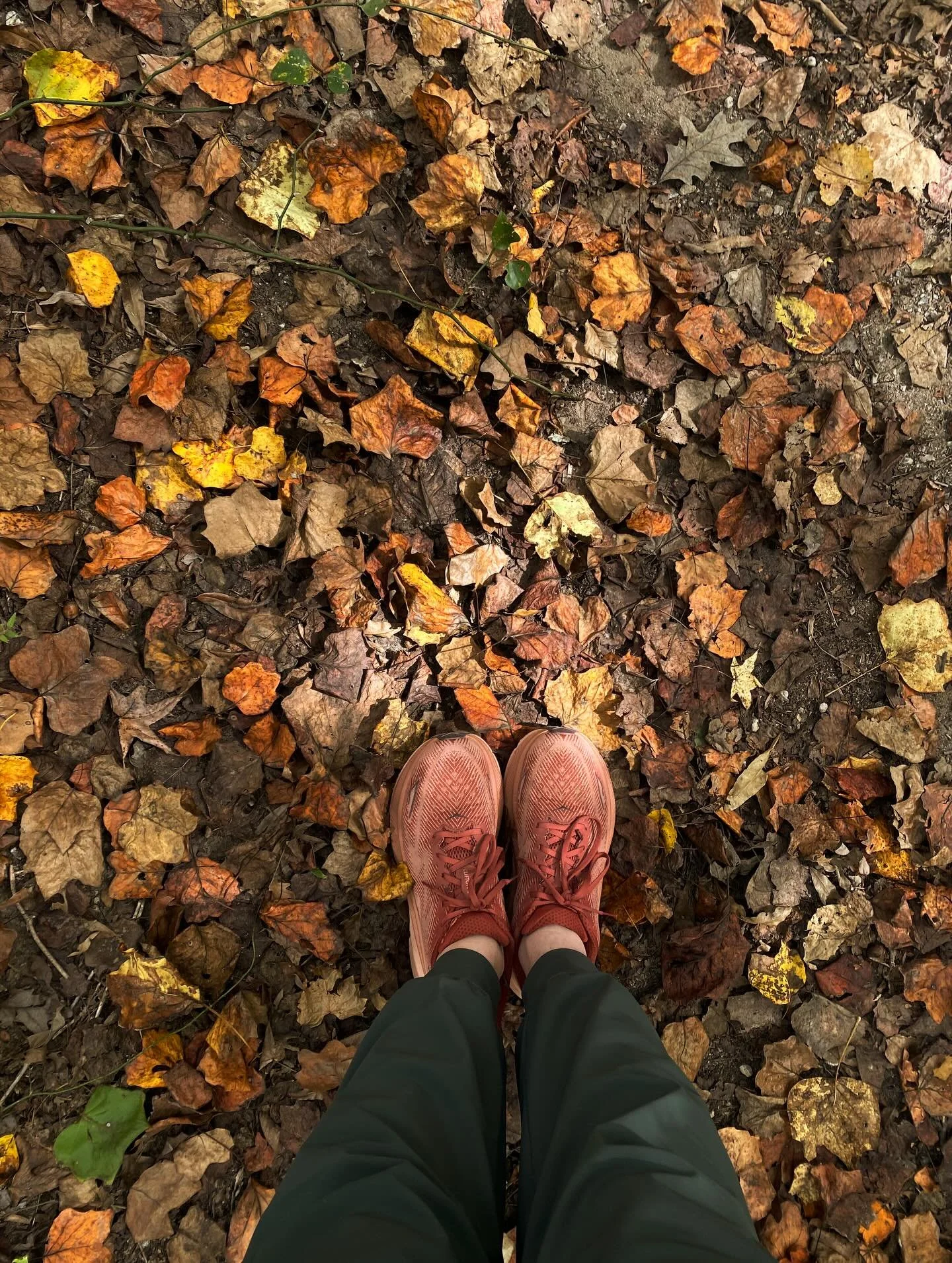 I&rsquo;ve not been making a lot of art recently, but I have been slowly developing my website and, of course, enjoying fall at the nature center 🍁🍂