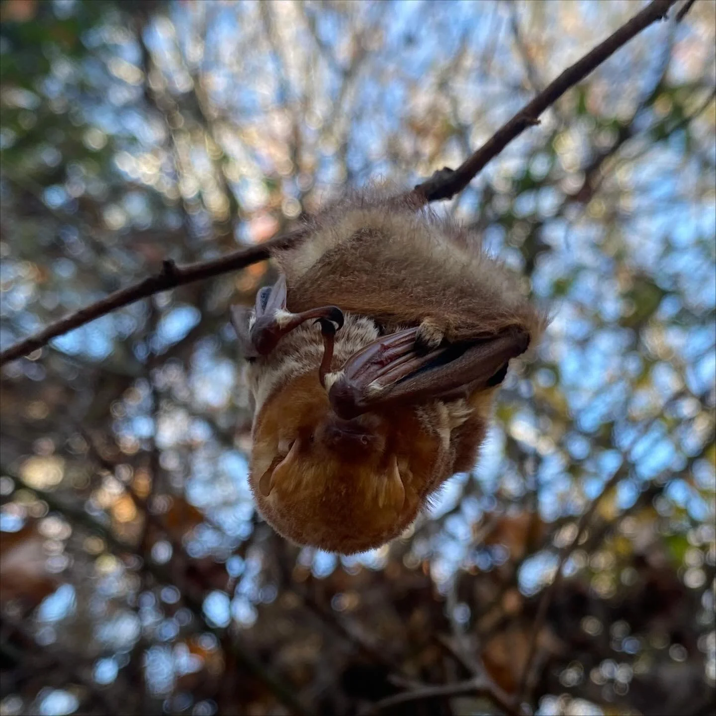 I didn&rsquo;t get any pictures from my program yesterday, aside from this beautiful little Eastern Red Bat we found on our walk and the materials we started with for our ecoprinting. Excited to unbundle my own tea towel ✨