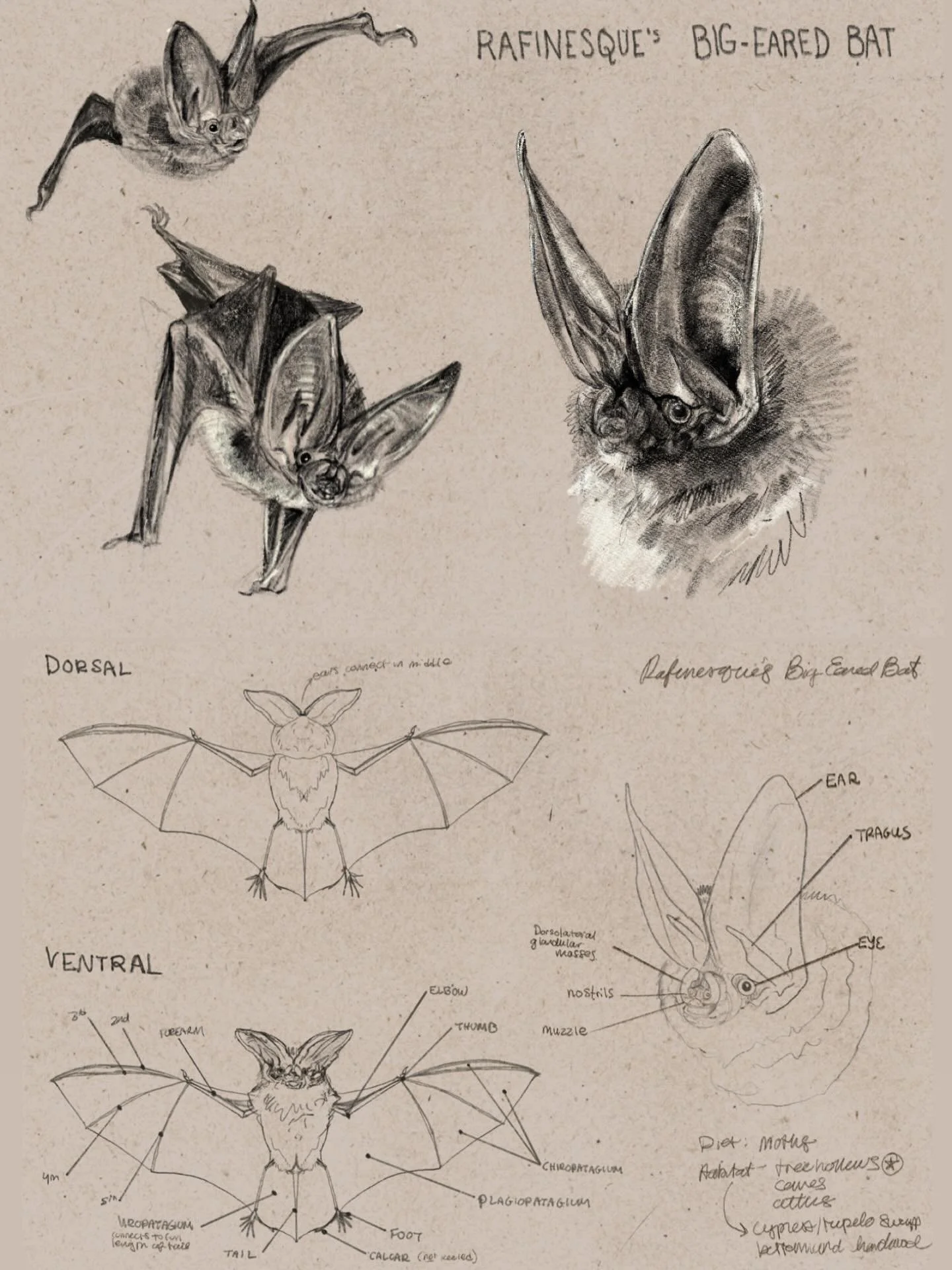 It's been a while since I've done any proper scientific illustration, but it&rsquo;s nice to brush up my skills every so often. There is a call for art for a show in Richmond I was thinking of entering&mdash; a collaboration between the DWR and a gal
