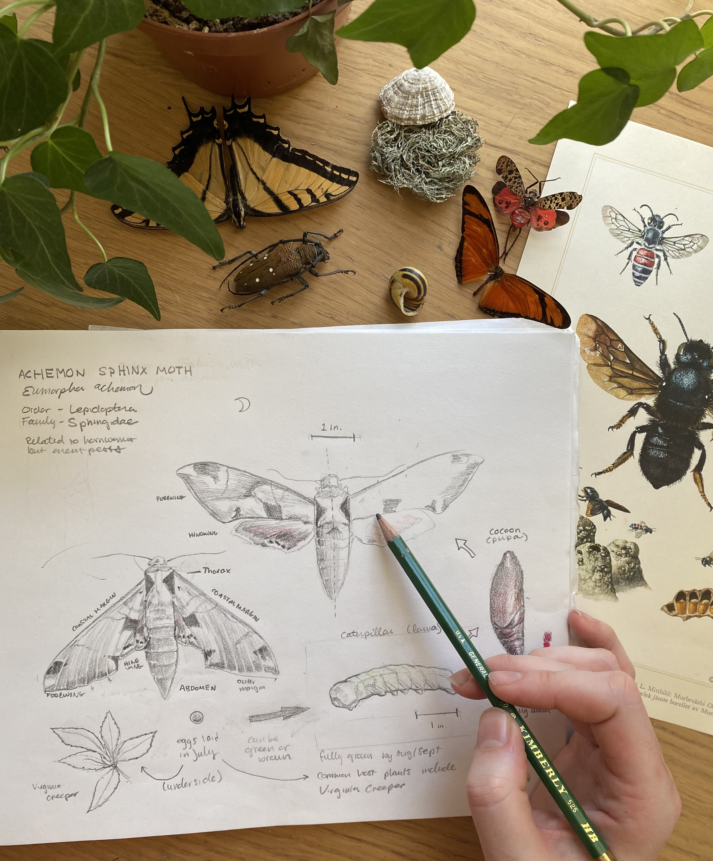 Moth drawing 2.png