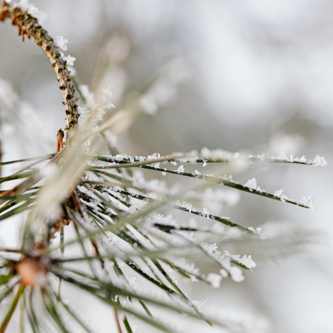 Flow Through the Seasons: Gentle Lymph Support