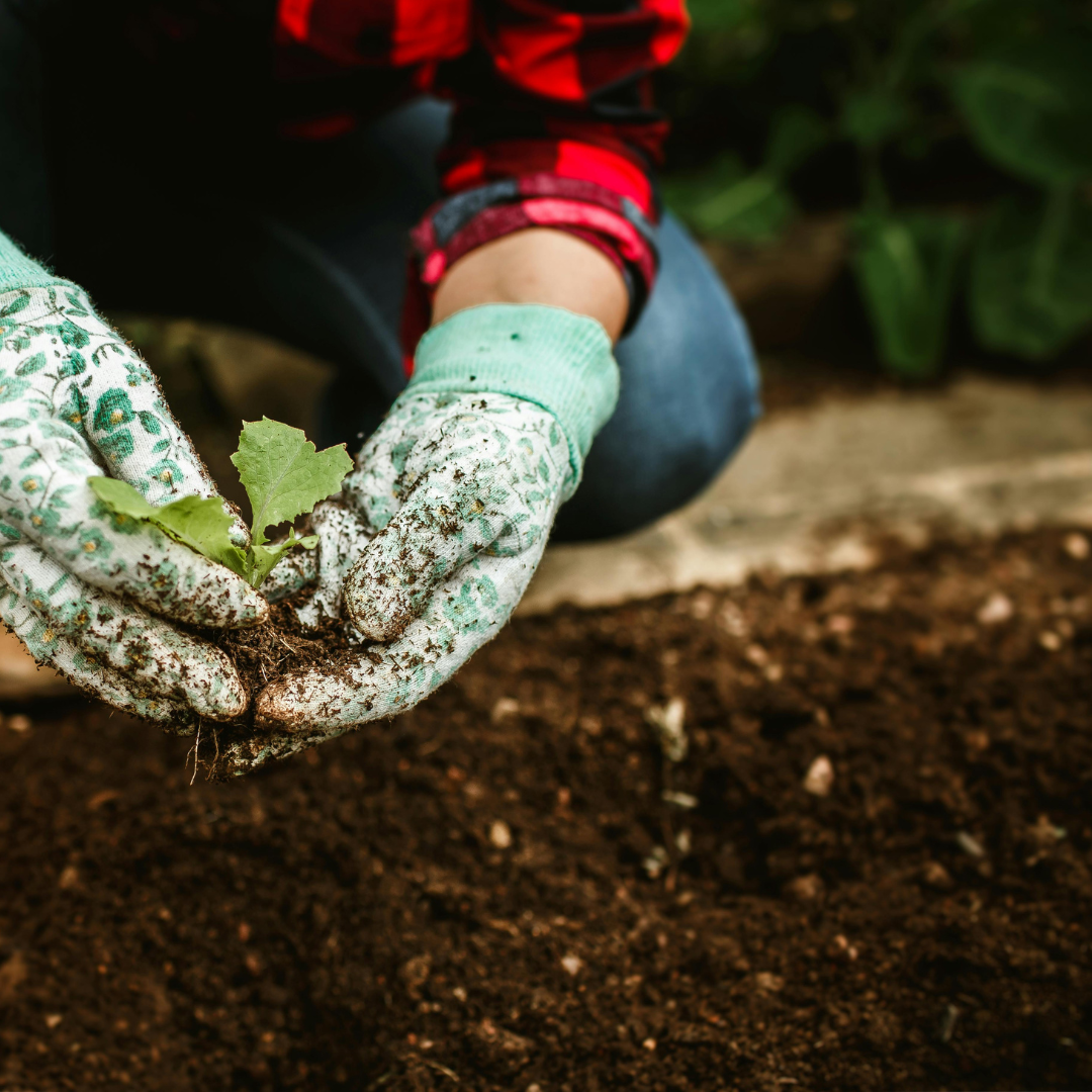 Plant a Little Garden