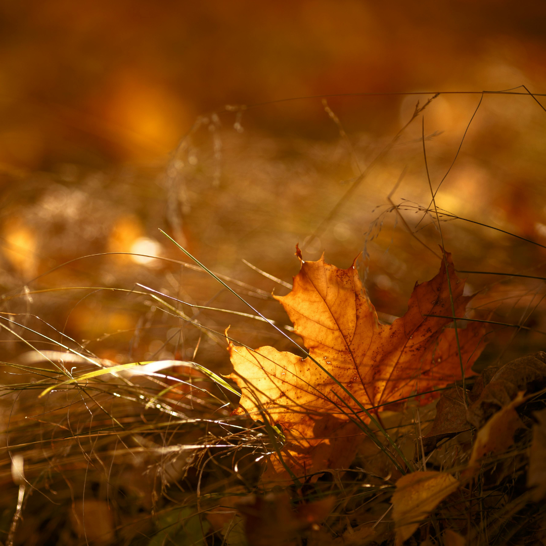 With Gratitude…