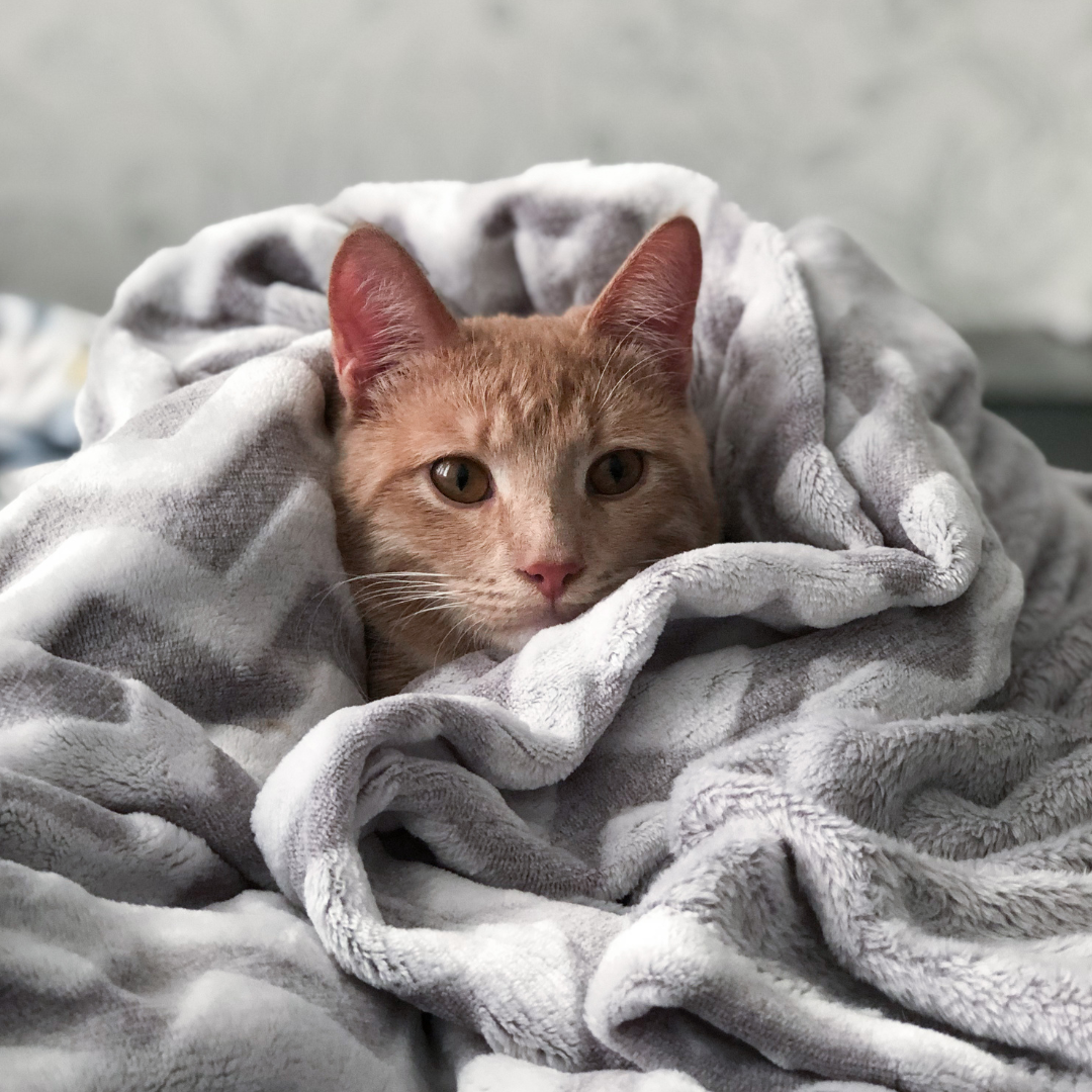 The Power of Warmth