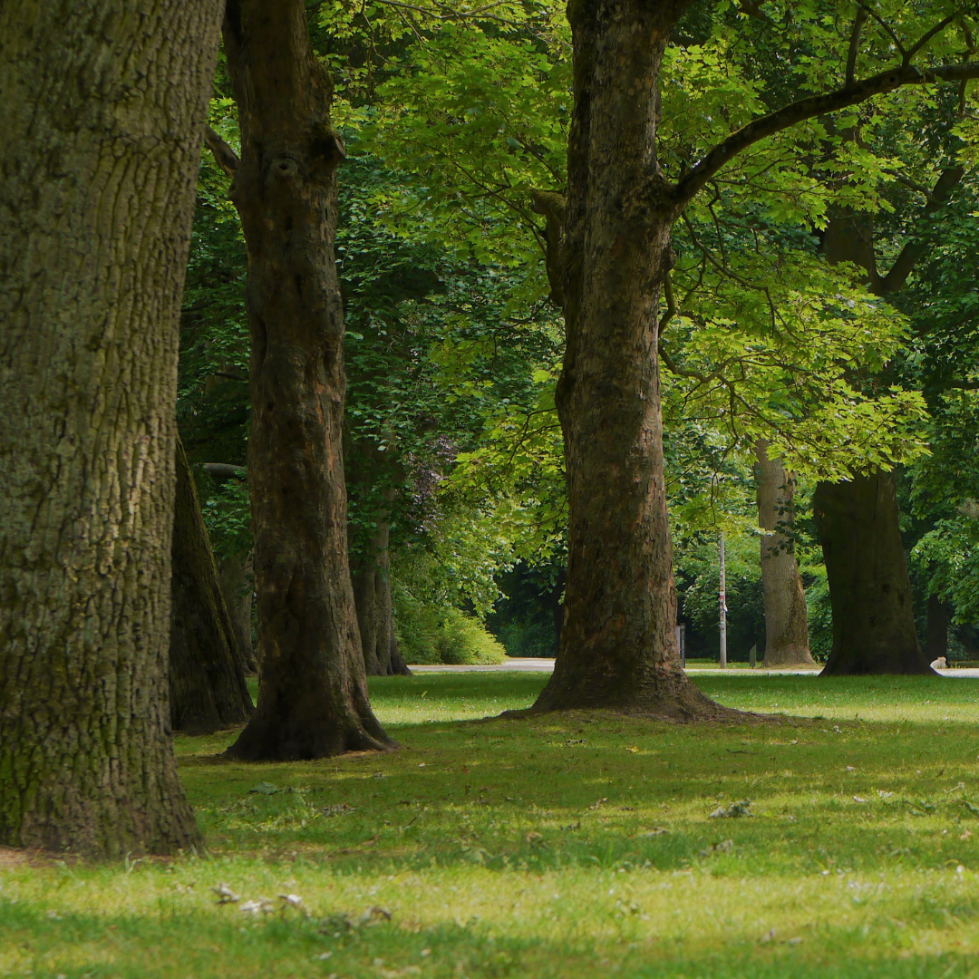Magnesium, Inflammation &amp; Everyday Resilience