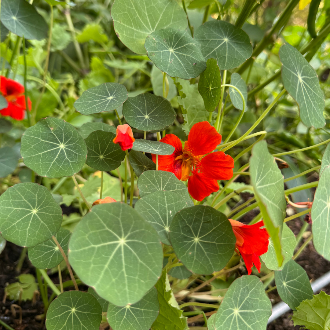 August Garden Adventures