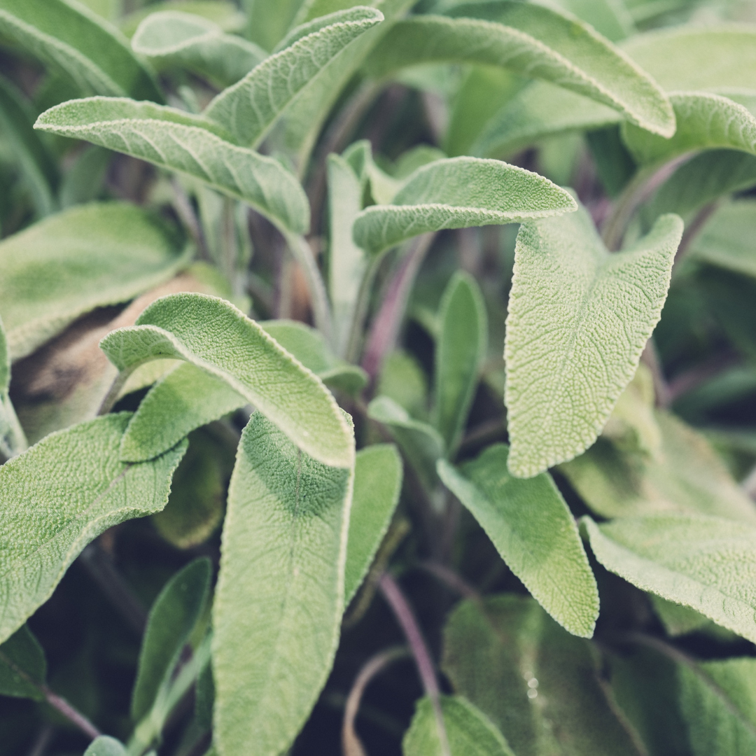 Autumnal Sage-Maple Syrup