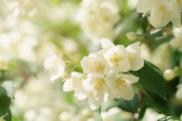 The Beauty and Benefits of Jasmine Green Tea