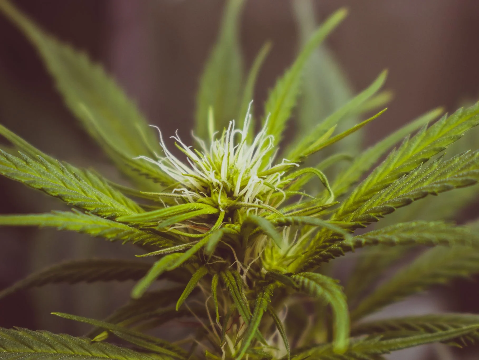 Hemp 101