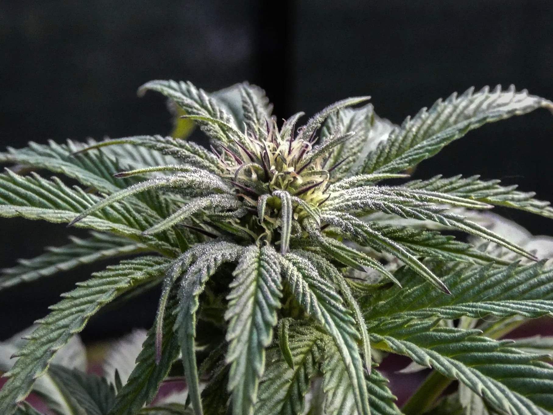 Taking a Closer Look at Hemp