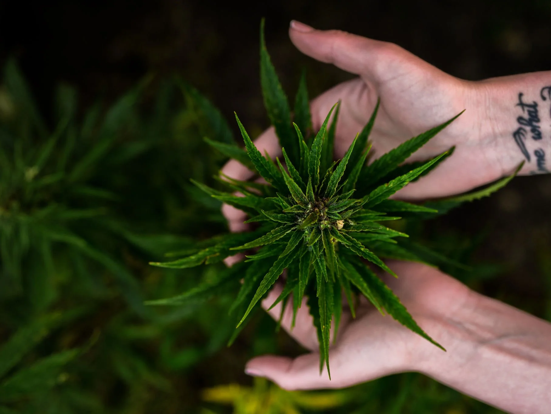 Cannabis Sativa: History, Chemistry & Uses