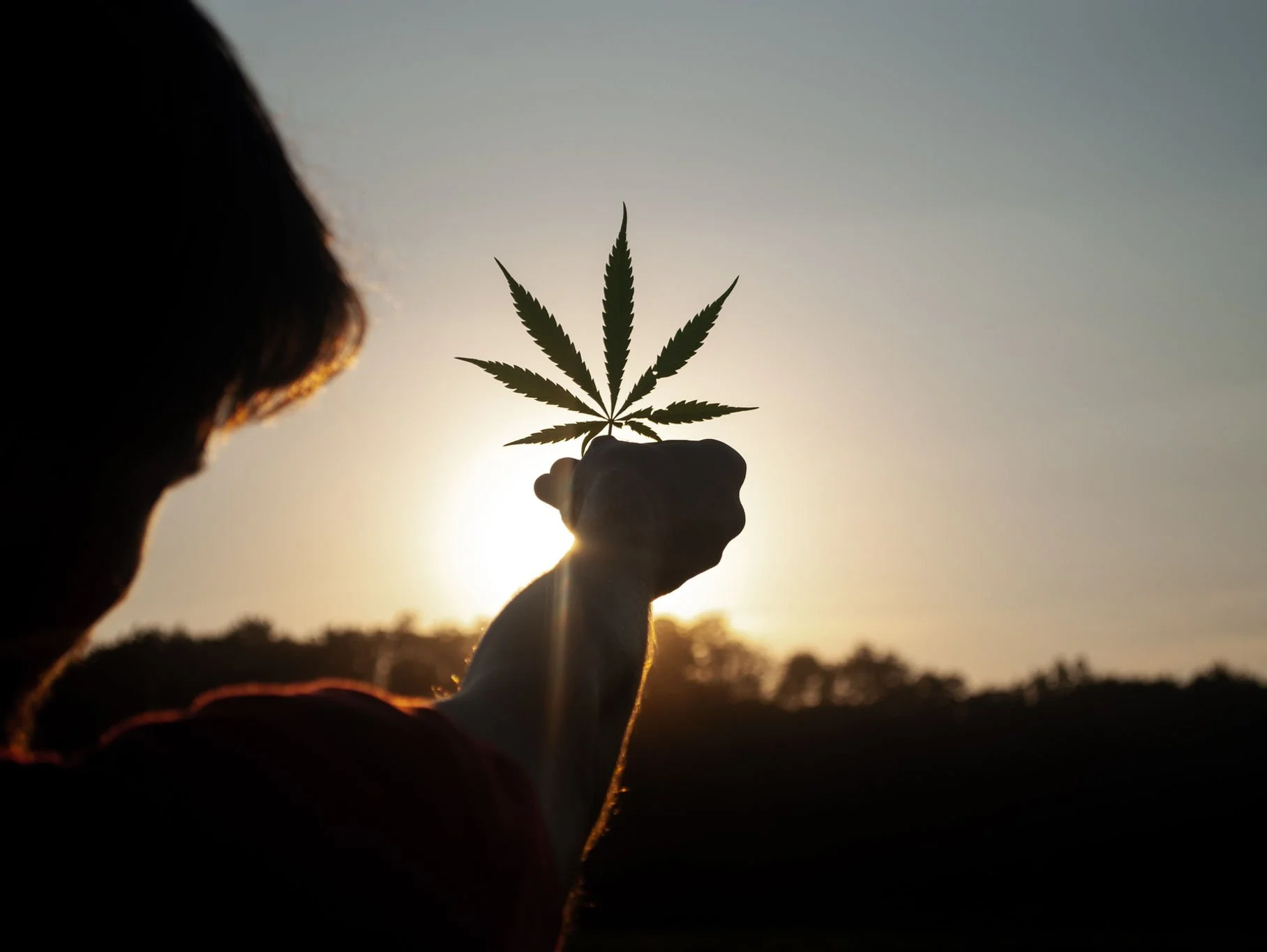 Cannabis: The Ultimate Guide