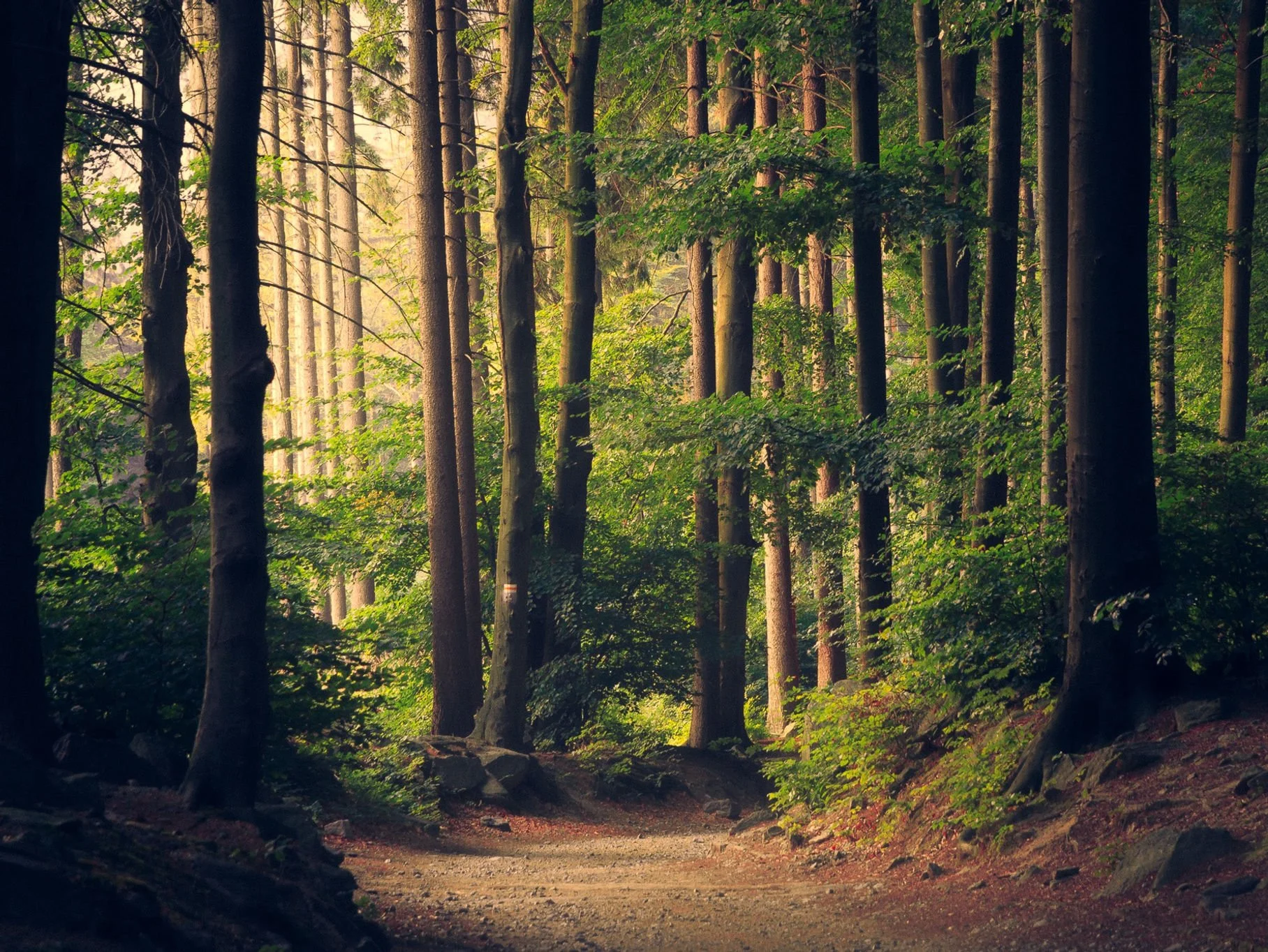 7 Health Benefits of Nature to Humans (Backed by Science)