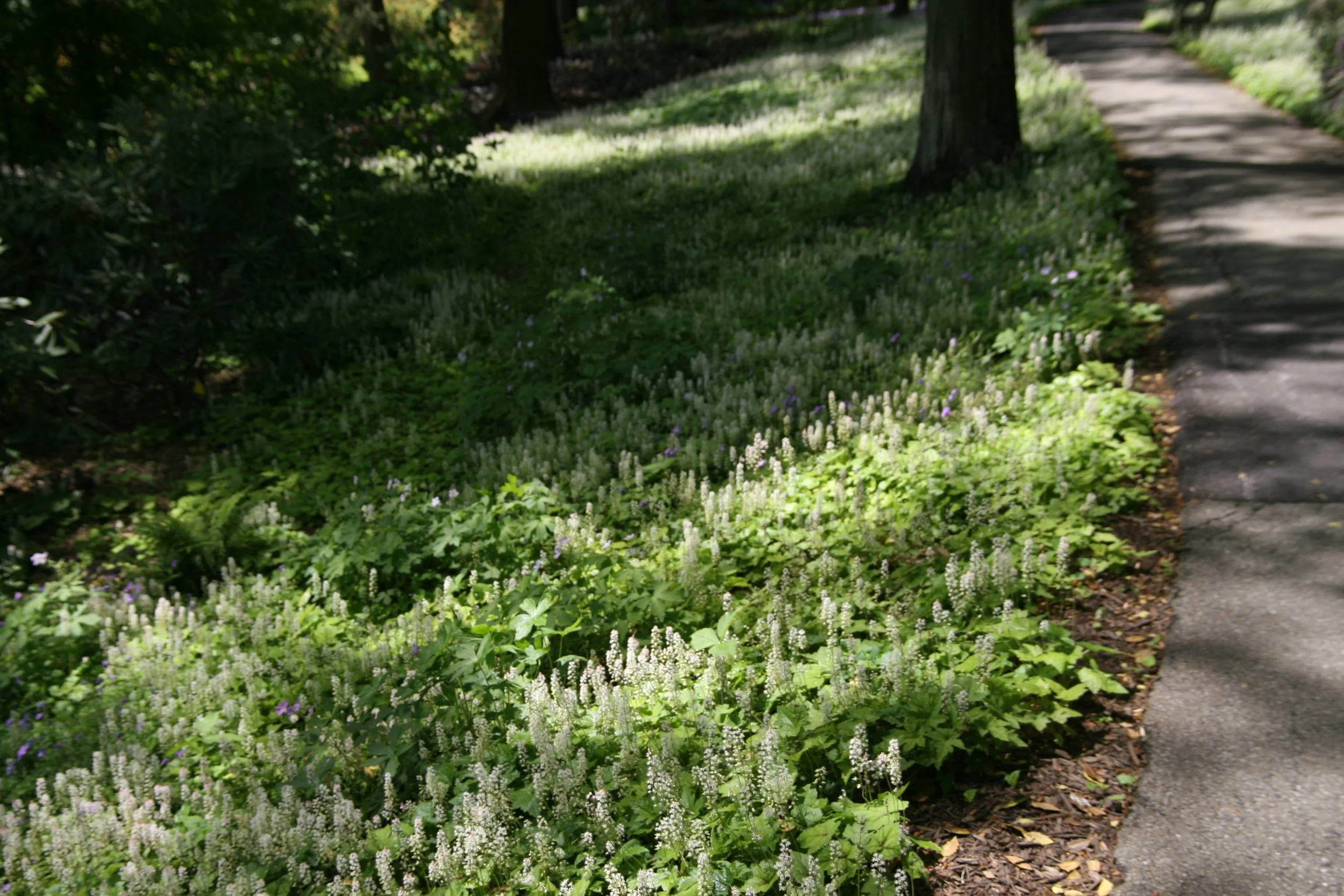 A Guide to Native Georgia Plants for hillside erosion control