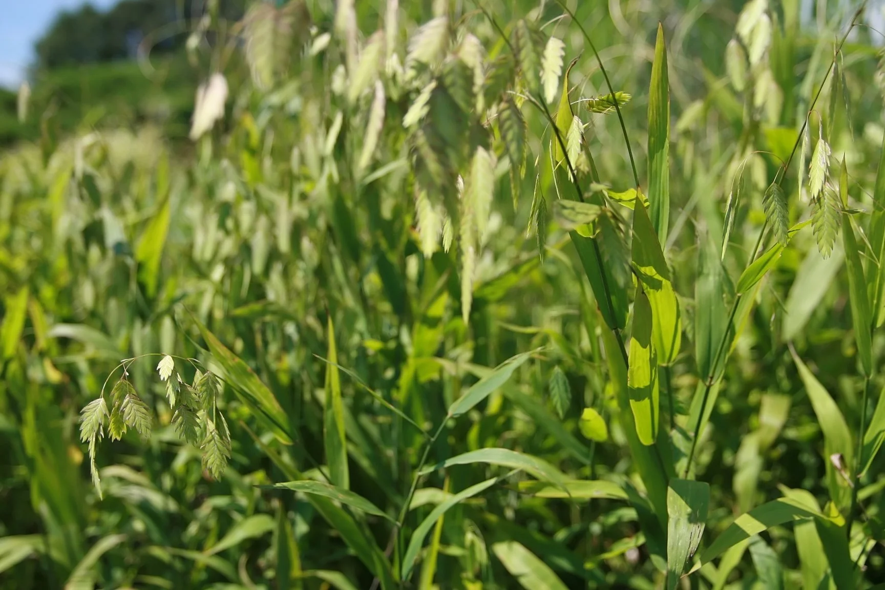 River Oats (Chasmanthium latifolium)