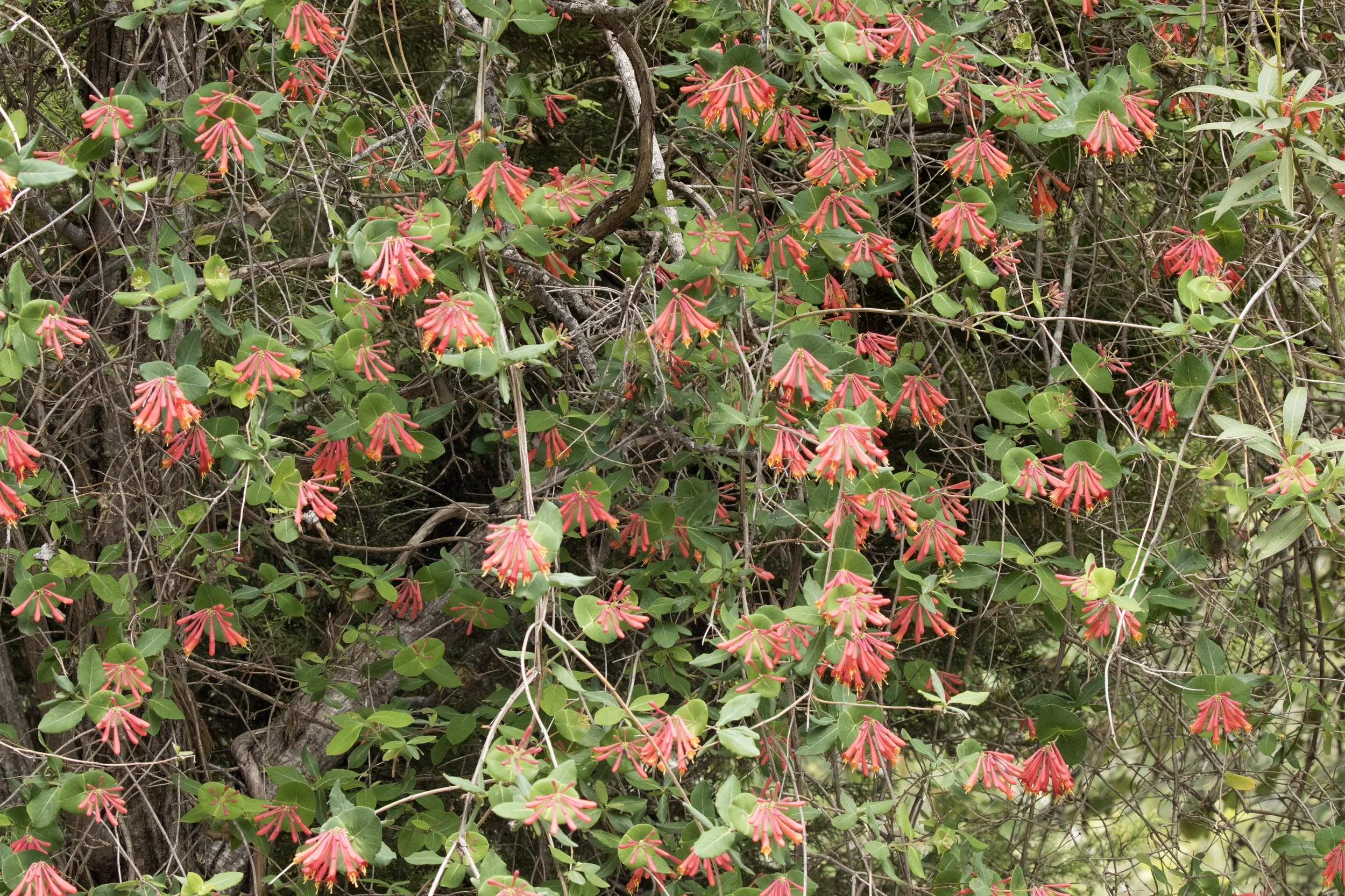 Coral Honeysuckle (Lonicera sempervirens)