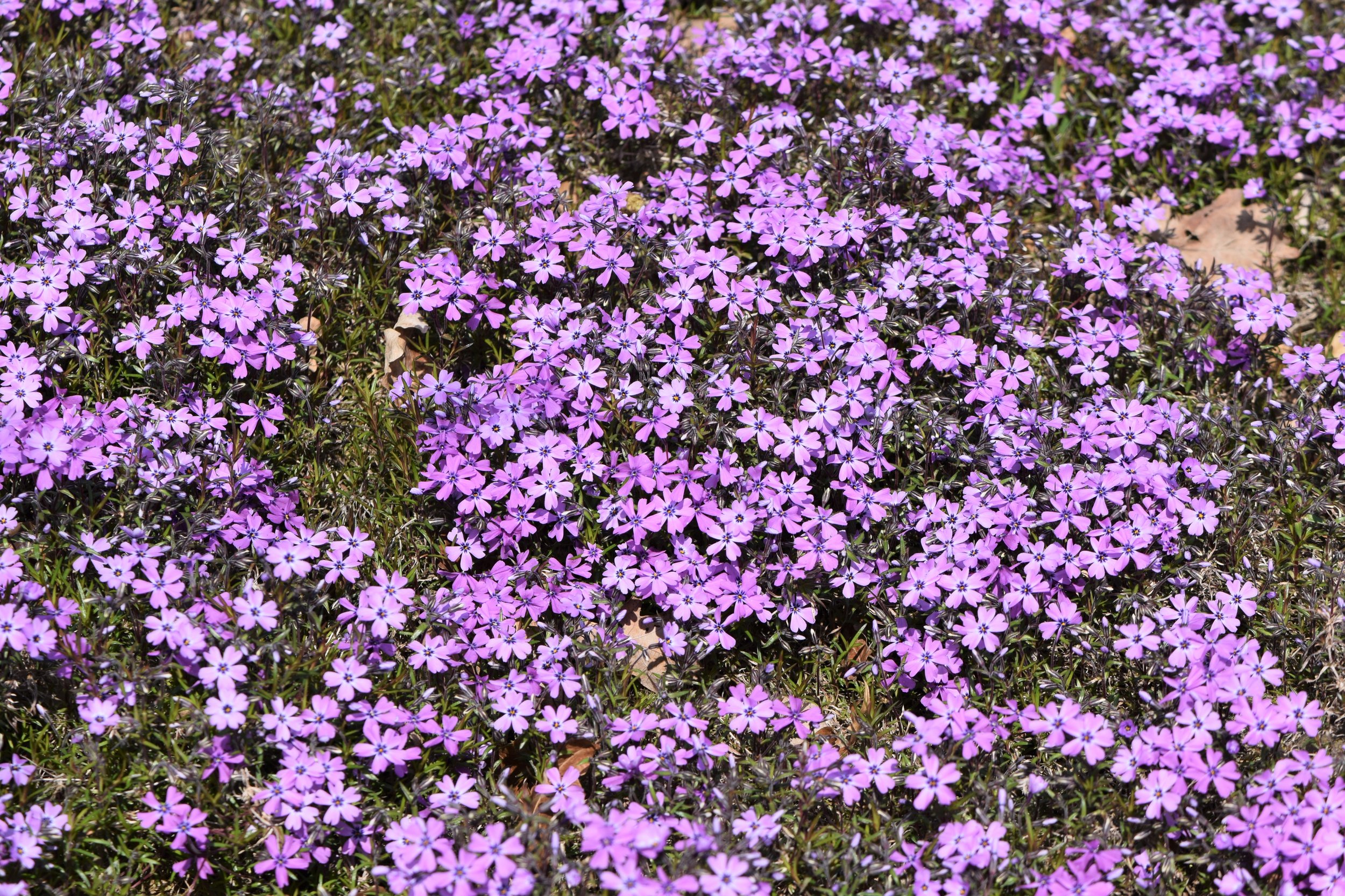 Creeping phlox (Phlox subulata), "Purple Beauty"