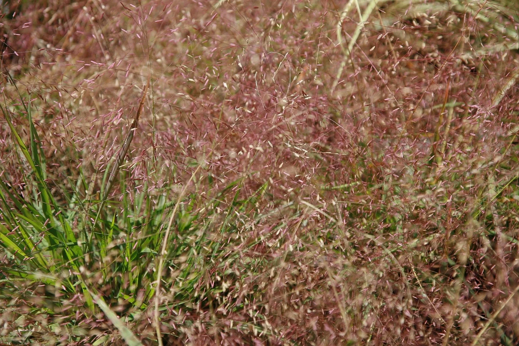 Purple Lovegrass (Eragrostis spectabilis)