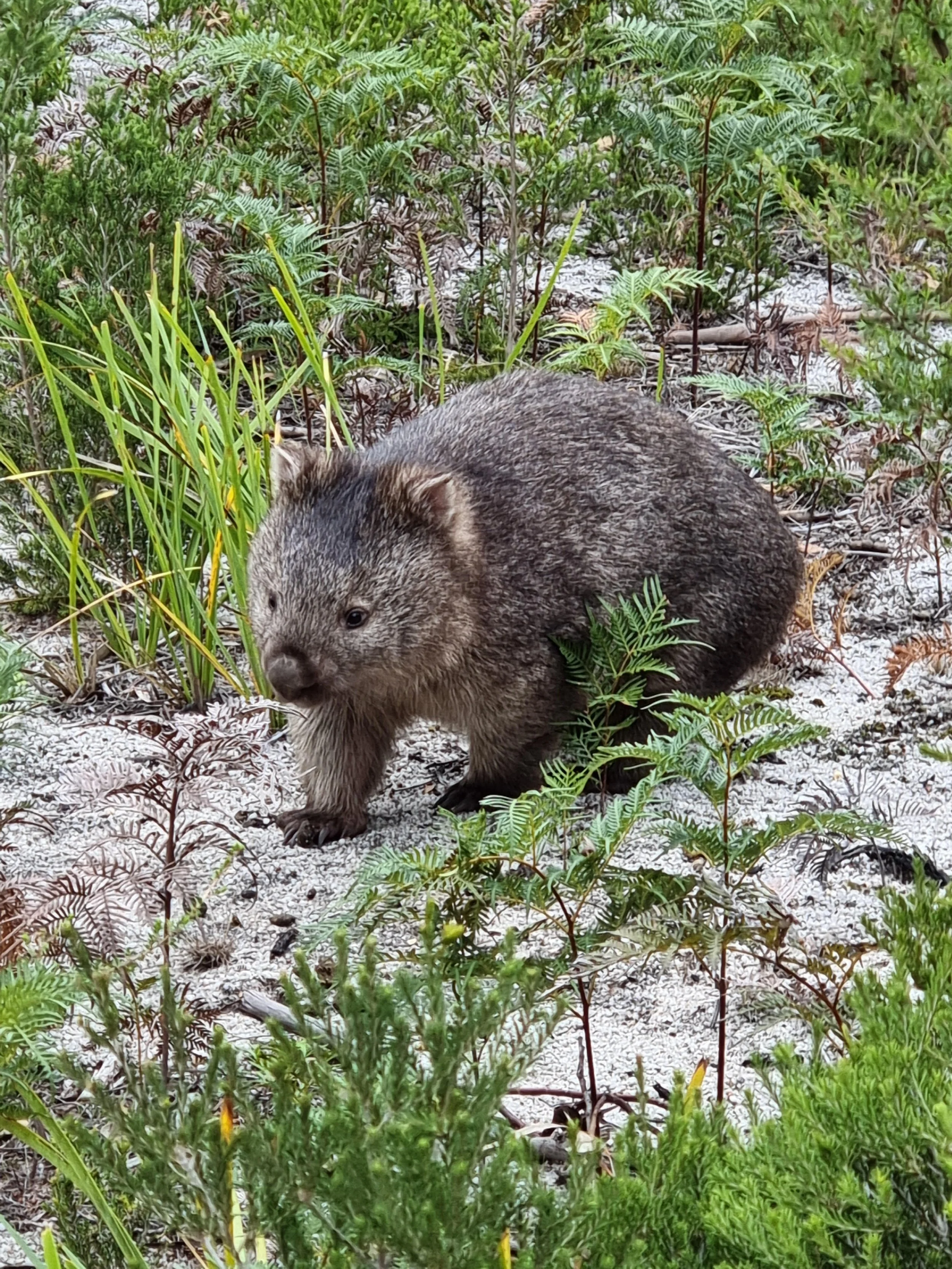 wombat.jpg